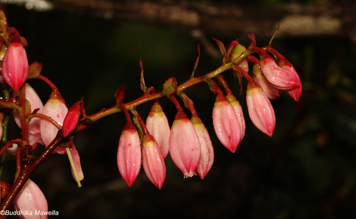 Vaccinium symplocifolium (D.Don ex G.Don) Alston